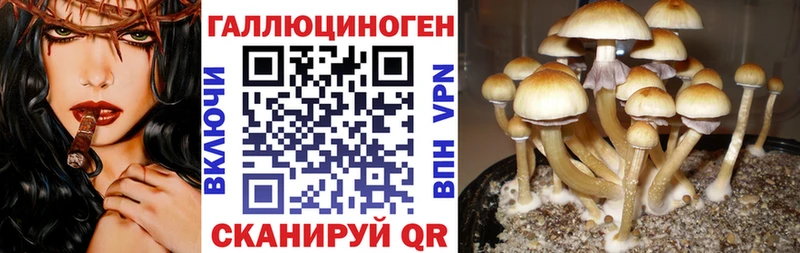 Купить закладки  Суджа  Псилоцибиновые грибы мухоморы 